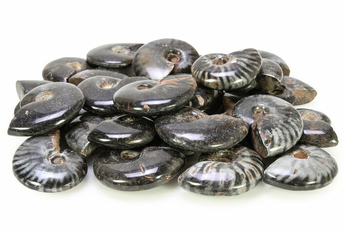 Black Polished Ammonite Fossils - 1 1/4 to 1 1/2" Size - Photo 1